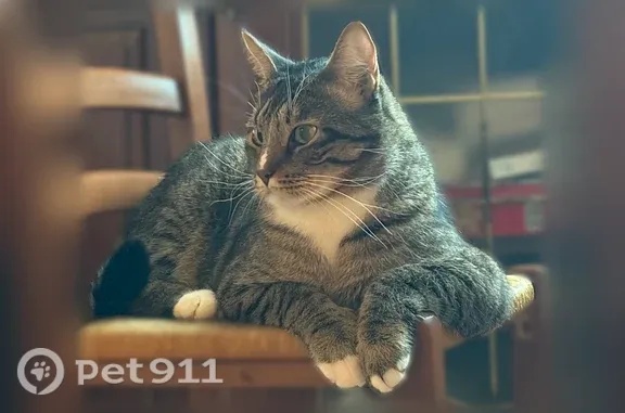 Пропала кошка, Новохорошевский, д. 25, Москва — крупный пугливый кот - photo
