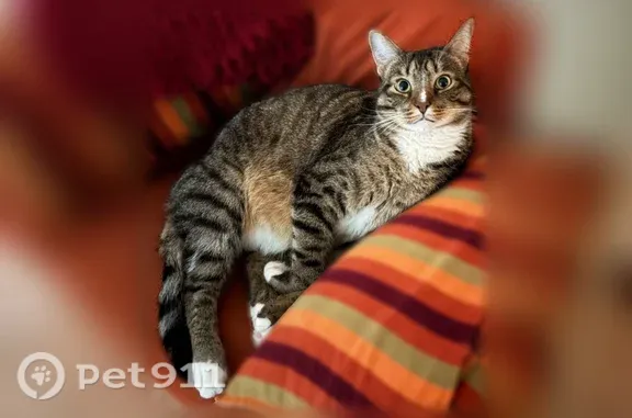 Пропала кошка, Новохорошевский, д. 25, Москва — крупный пугливый кот - photo
