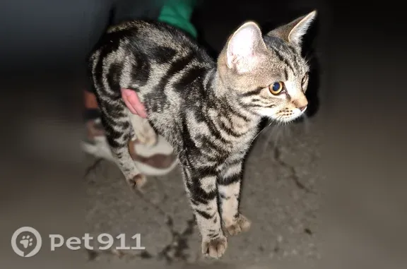 Объявления о пропавших и найденных животных, Ставрополь, фото: Найдена кошка, Ставрополь, Узорная, д. 27 — бегает по улице