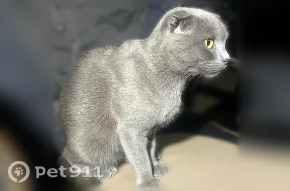Найдена кошка, Харабали, фото: Найдена кошка, Харабали — некрупная шотландская вислоухая
