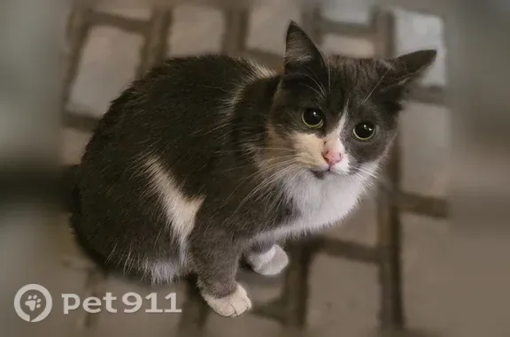 Найдена кошка, Одинцово, фото: Найдена кошка, Говорова, д. 36, Одинцово — бело-серый мех, без ошейника