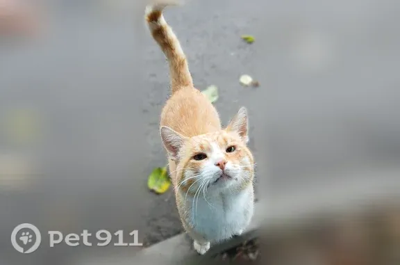 Найдена кошка, Моршанск, фото: Найдена кошка, Советская, д. 49, Моршанск — крупный спокойный кот