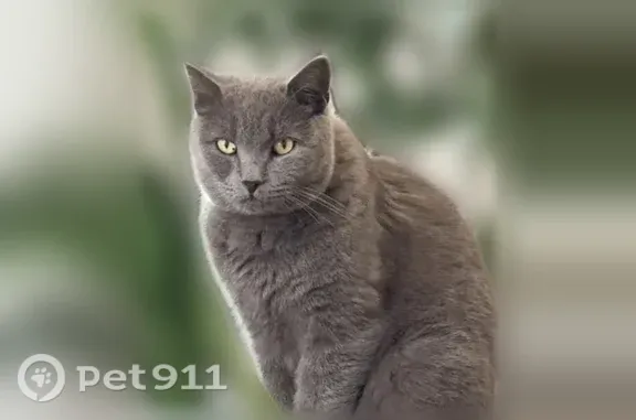 Пропала кошка, Жемчужная, Хабаровск — крупный серый британец - photo