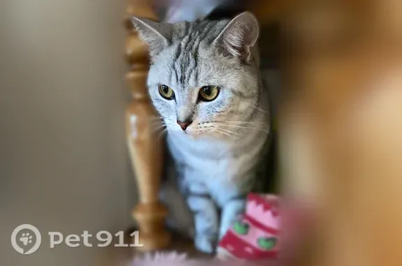 Пропала кошка, Успенская, д. 48 1, Киров — Сима, 3 года - photo