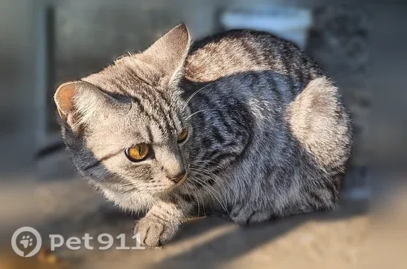 Найдена кошка, Улан-Удэ, фото: Найдена кошка, Юного Коммунара, д. 4, Улан-Удэ — похожа на домашнюю