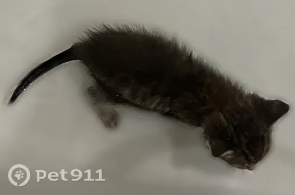 Кошка ищет дом, Ставрополь — 4 маленьких котёнка, добрые и ласковые - photo