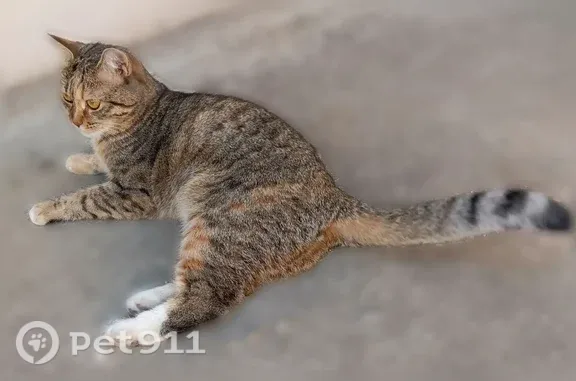 Найдена кошка, Дядьково, фото: Найдена кошка, Село Дядьково, Связи, Дядьково — ласковая, домашняя