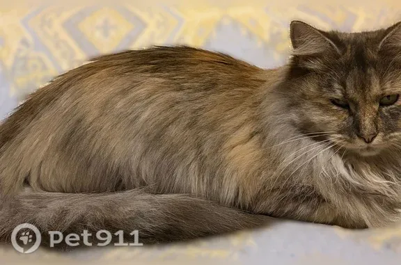 Пропала кошка, Деревня Кузьминское (г Волоколамск), д. 24, Волоколамск — пушистая девочка - photo