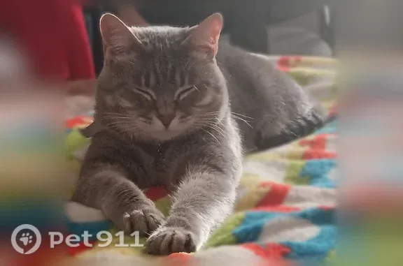 Пропала кошка, Тухачевского, д. 26/7, Ставрополь — с полосатым животом - photo