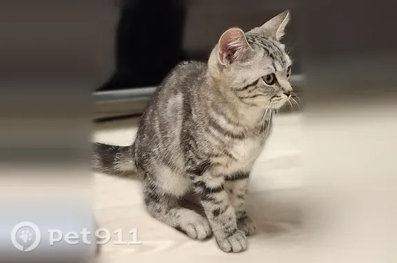 Найдена кошка, Московское шоссе, Самара — маленький домашний котёнок - photo