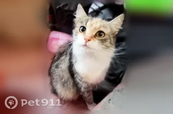 Найдена кошка, Уфа, фото: Найдена кошка, Уфа — ласковая, ручная, вес до 3 кг
