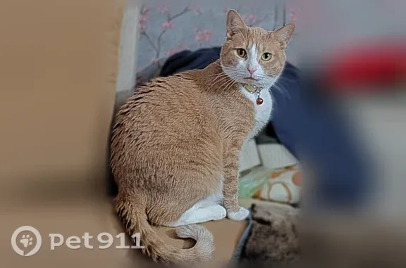 Пропала кошка, Подольск, Красногвардейский, д. 5а, Подольск — мальчик - photo