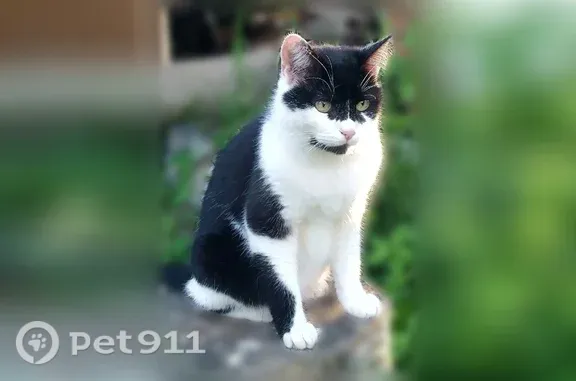 Пропала кошка, Симоновой, д. 88, Дорогобуж — откликается на кличку Маркиз - photo