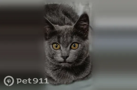 Найдена кошка, Энгельс, фото: Найдена кошка, Химиков, д. 3/28, Энгельс — глазастая, с белым пятнышком на пузике