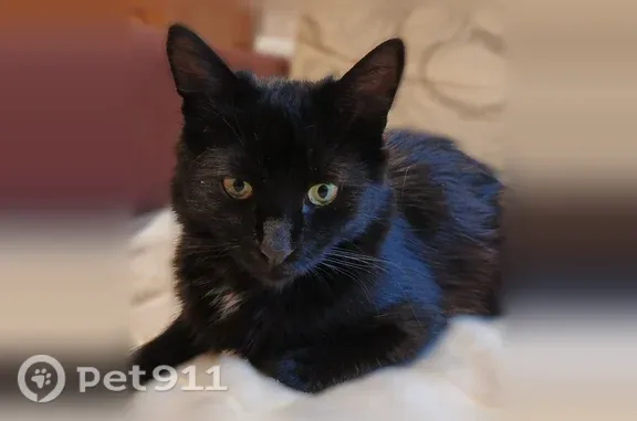 Кошки потеряшки, Саров, фото: Потеряшка кошка, Победы, д. 6, Саров — чёрная, с белым пятном на груди