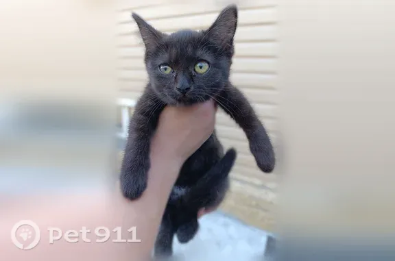 Найдена кошка, Новосибирск, фото: Найдена кошка, Район Дзержинский (г Новосибирск), Волочаевская, д. 57/1, Новосибирск — котёнок с парковки Маяка