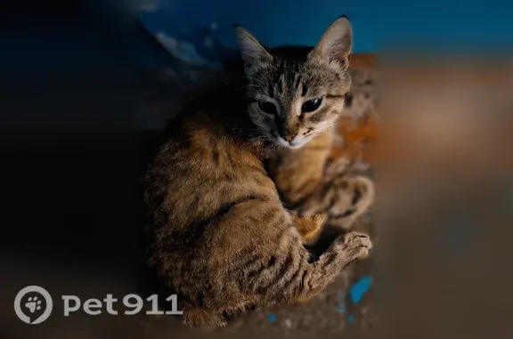 Найдена кошка, Самара, фото: Найдена кошка, Самара, Ново-Вокзальная — ласковая, когти пострижены