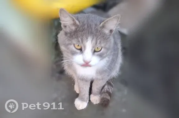 Найдена кошка, Тверь, фото: Найдена кошка, Тверь, Артиллерийский, Тверь — в руки не даётся