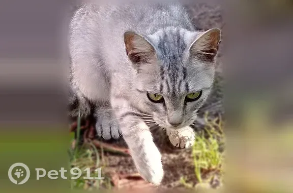 Найдена кошка, Тверь, фото: Найдена кошка, Калинина, д. 21 4, Тверь — ласковая девочка 5–6 месяцев