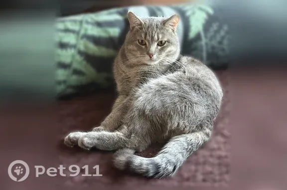 Кошки потеряшки, Максимовщина, фото: Потеряшка кошка, Село Максимовщина, Придорожный, д. 14, Максимовщина — серый смешанный британец