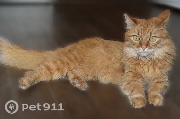 Кошки потеряшки, Киров, фото: Потеряшка кошка, Подгорная, д. 18, Киров — рыжий пушистый кот