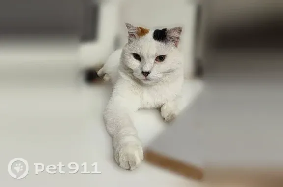 Пропала кошка, им. Героя Советского Союза Николая Воробьёва, Краснодар — два пятна на спине - photo