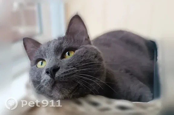 Кошки потеряшки, Вологда, фото: Потеряшка кошка, Вологда — серый кот, боится улицы