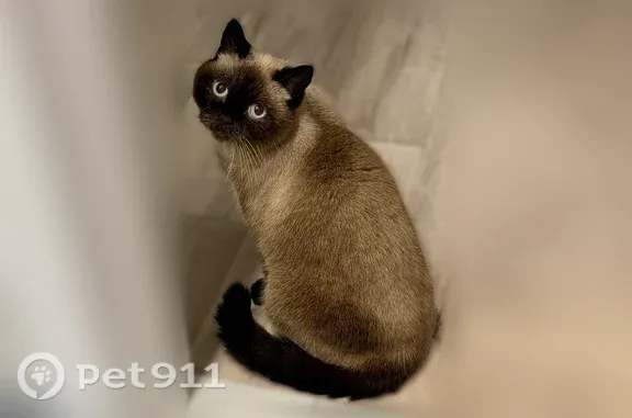 Найдена кошка, Оренбург, фото: Найдена кошка, Оренбург, Салмышская, д. 64/3 — сиамская, голубоглазая