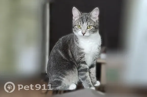 Кошки потеряшки, Ярцево, фото: Потеряшка кошка, Ярцево, Металлургов, Ярцево — 1 год, пугливая