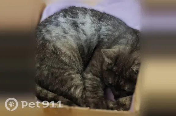 Найдена кошка, Владимир, фото: Найдена кошка, Каманина, д. 26, Владимир — ласковый кот прихрамывает