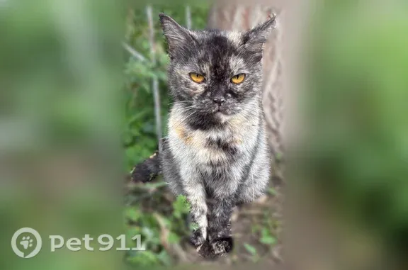 Найдена кошка, Красноярск, фото: Найдена кошка, Красноярск, Академика Павлова, Красноярск