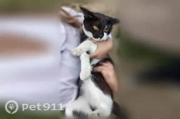 Найдена кошка, Пенза, фото: Найдена кошка, Строителей, д. 144, Пенза — живёт на улице