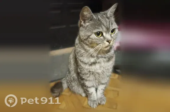 Найдена кошка, Ставрополь, фото: Найдена кошка, Ворошилова, д. 12/3, Ставрополь — спокойная, неприхотливая