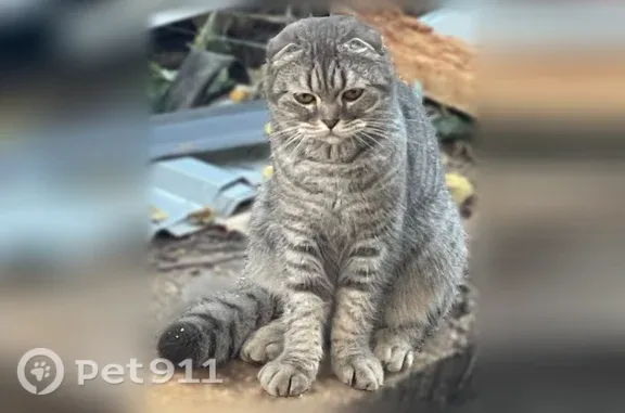 Найдена кошка, Томск, фото: Найдена кошка, Томск, Енисейская, д. 15 — котёнок-подросток, спокойная и не боится людей