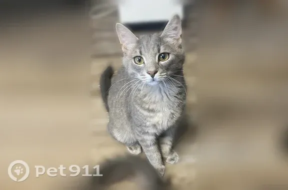Кошки потеряшки, Уфа, фото: Потеряшка кошка, Левобережная, д. 51/1а, Уфа — пугливый серый мальчик