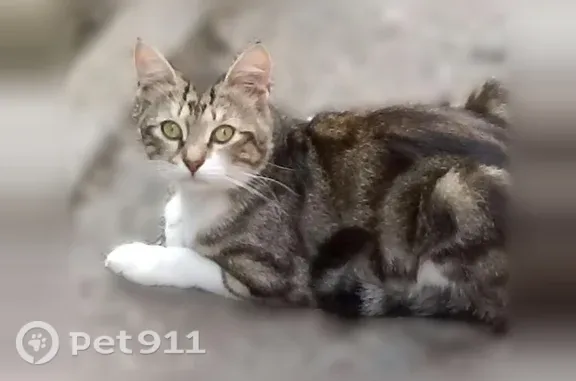 Найдена кошка, Севастополь, фото: Найдена кошка, Севастополь, Колобова, д. 15 — живёт в палисаднике