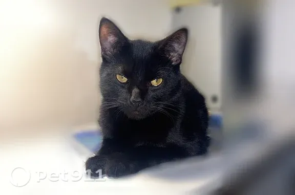 Пропала кошка, Мукомольная, д. 37, Калининград — чёрный котик с ярко-жёлтыми глазами - photo