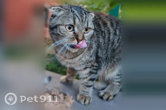 Найдена кошка, Тула, фото: Найдена кошка, Фрунзе, д. 15, Тула — добрая, ручная