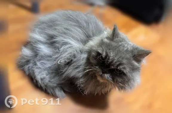 Найдена кошка, Томск, фото: Найдена кошка, Томск, Ференца Мюнниха, д. 17а, Томск — сибирская, подросток