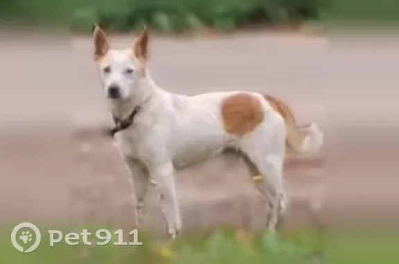 Найдена собака, , фото: Найдена собака, Село Хвощевка, Центральная, д. 83 1