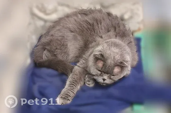 Найдена кошка, Тюмень, фото: Найдена кошка, Тюмень, Домостроителей, д. 26 3 — шотландская вислоухая