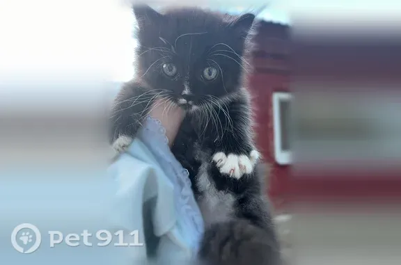 Кошка ищет дом, Кабакова, Тула - photo