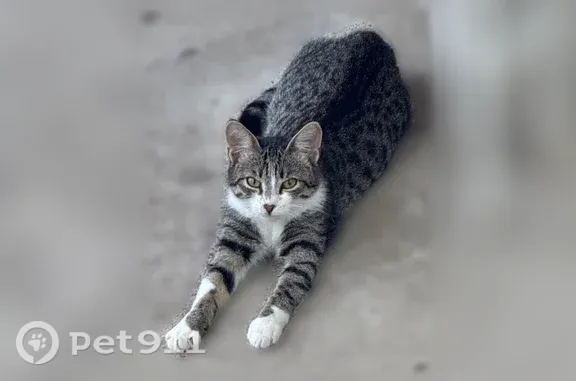 Кошки потеряшки, Евпатория, фото: Потеряшка кошка, Евпатория, им. Леси Украинки, д. 17 — серо-голубая