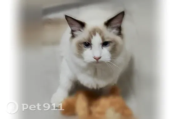 Пропала кошка, Тольятти — кот породы рэгдолл, 7 месяцев - photo