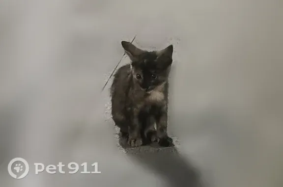 Найдена кошка, Минеральные Воды, фото: Найдена кошка, Привокзальная, д. 1, Минеральные Воды — маленький добрый котёнок