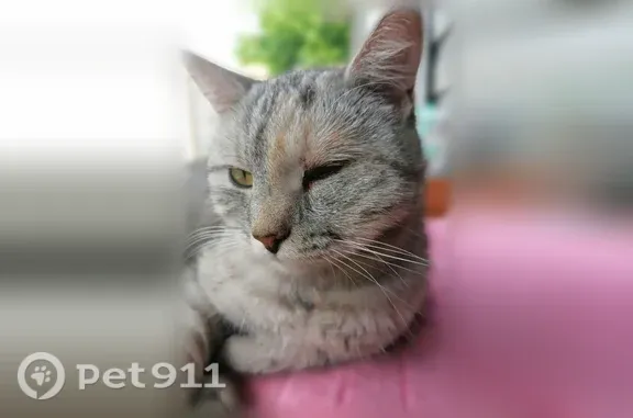 Кошки потеряшки, Муром, фото: Потеряшка кошка, Комсомольская, д. 20, Муром — серая с рыжими вкраплениями