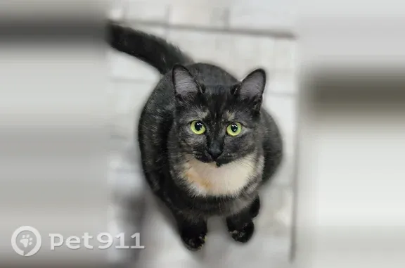 Пропала кошка, Камский, д. 29, Сызрань — пятнистая, может быть пугливой - photo