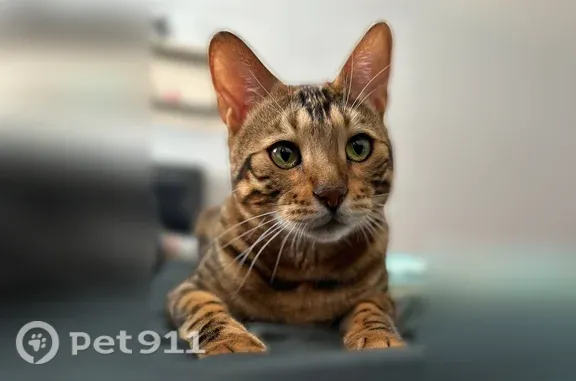 Кошки потеряшки, Елабуга, фото: Потеряшка кошка, Елабуга, Комсомольский, д. 7, Елабуга — бенгальский кот с изогнутым кончиком хвоста