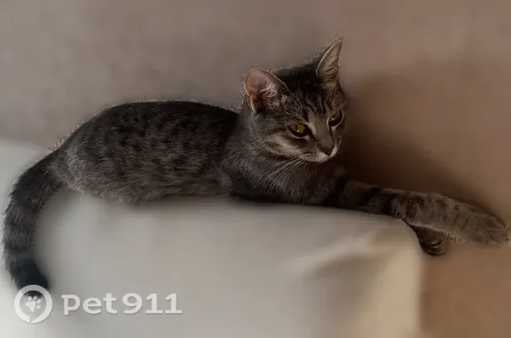 Кошки потеряшки, Большой Керлегеш, фото: Потеряшка кошка Девочка, Большой Керлегеш (rl1255254)