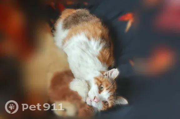 Кошки потеряшки, Свободный, фото: Потеряшка кошка Девочка, Свободный (rl1255278)